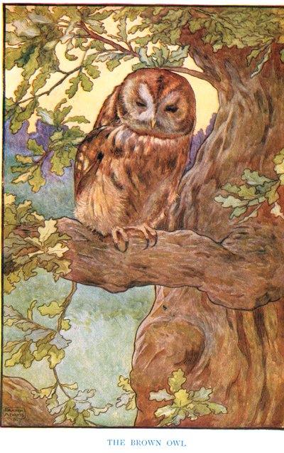 The Brown Owl, illustration from 